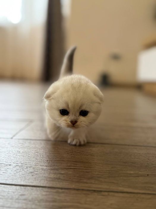 Шотландська мраморно срібна шиншила кошенята котенята котик