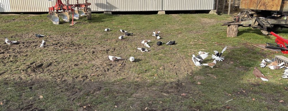 Sprzedam Orliki Szariki