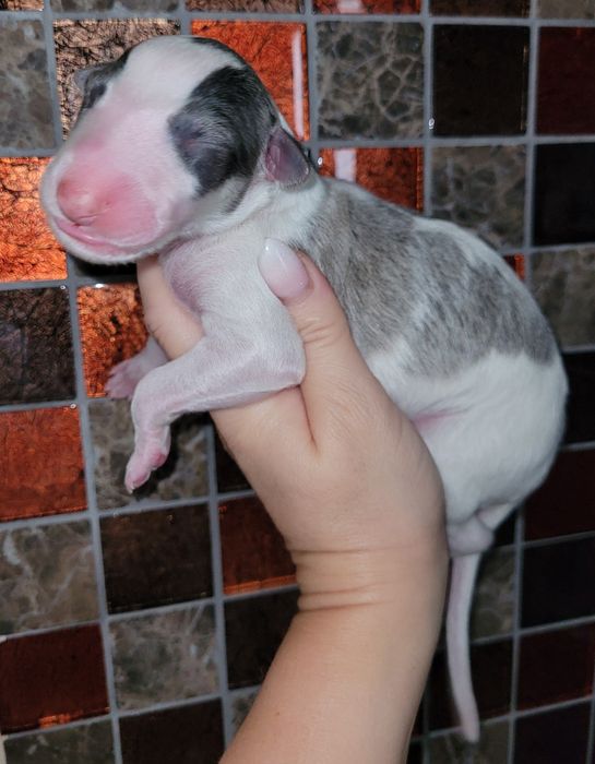 Chart Rosyjski Borzoj suczka FCI