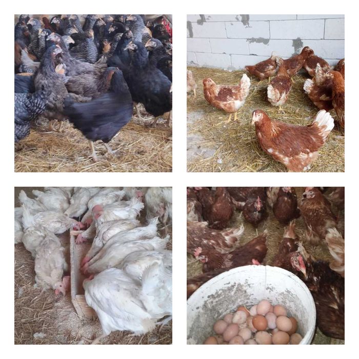 Продам кури несушки! Доставка безкоштовна. Баришівка!