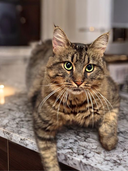 Полосатый котик, 1 год , Альф