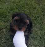 Yorkshire terrier sunia