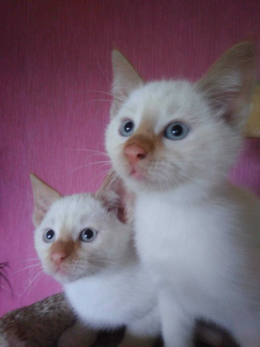 Kocurek Red point syjamski