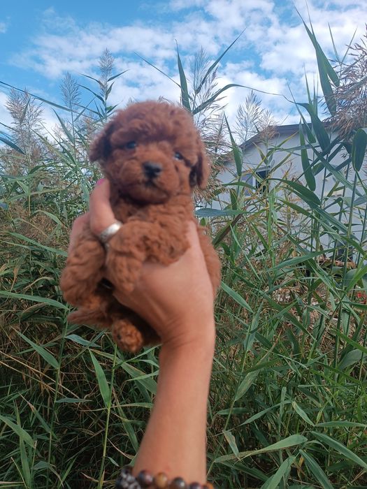 Тікап пудель міні і мальтіпу F1 ф2 дівчатка і хлопчики Ред  Львів.