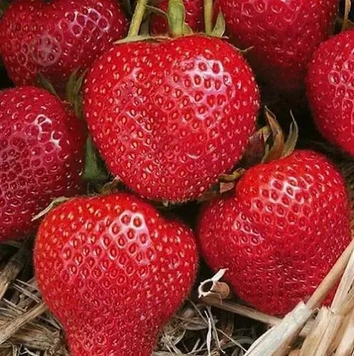 Продам саджанці полуниці Румба (вуса) від 30 шт