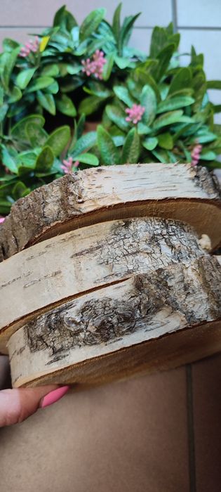 Duże plastry brzozy 18-20 cm gr. 3 cm