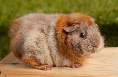Морские свинки коричневого окраса