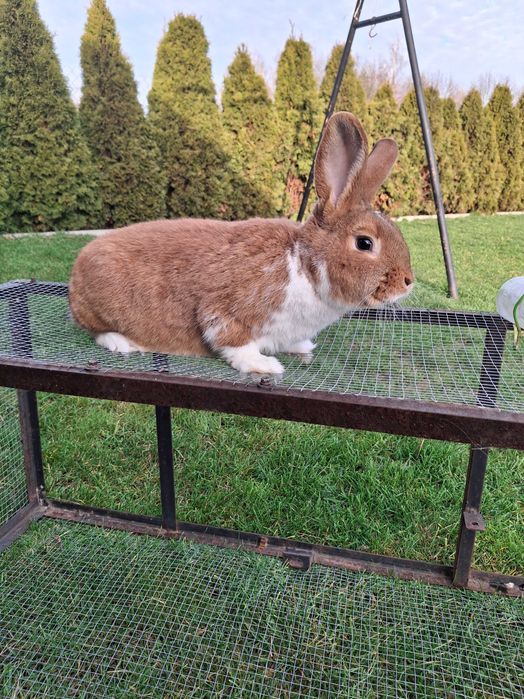 Kroliki meklemburskie