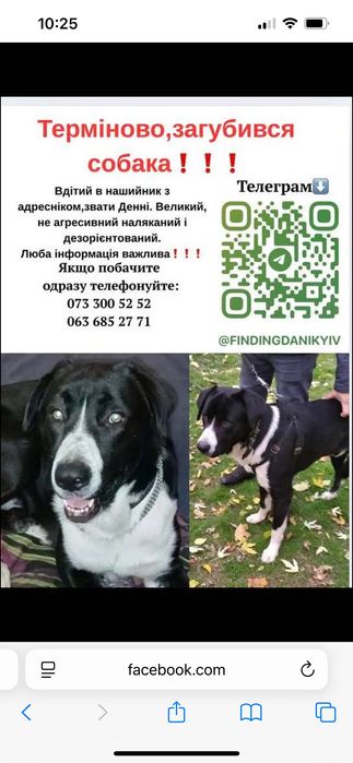 Пошук великого пса, винагорода!!!