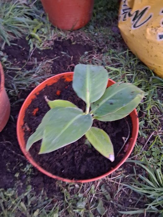 Bananeira da madeira