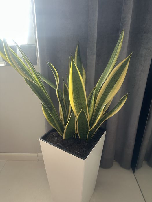 Roślina doniczkowa Dracaena trifasciata wężownica duża 65-70 cm