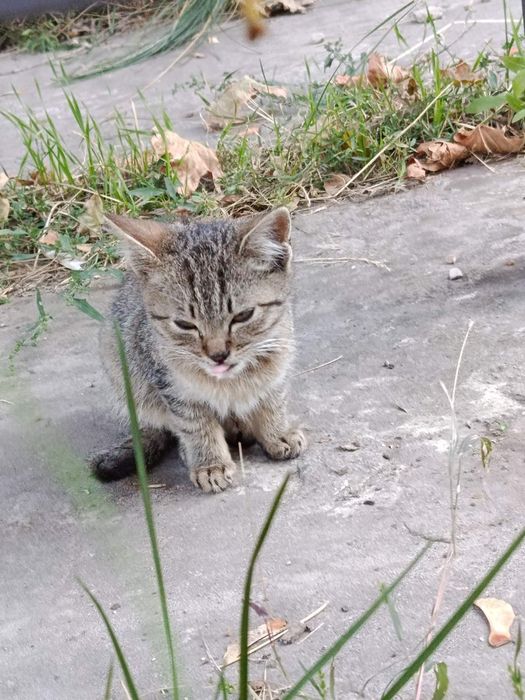 Домівка для двох котиків!!!