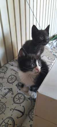 Dou gatinhos bebes