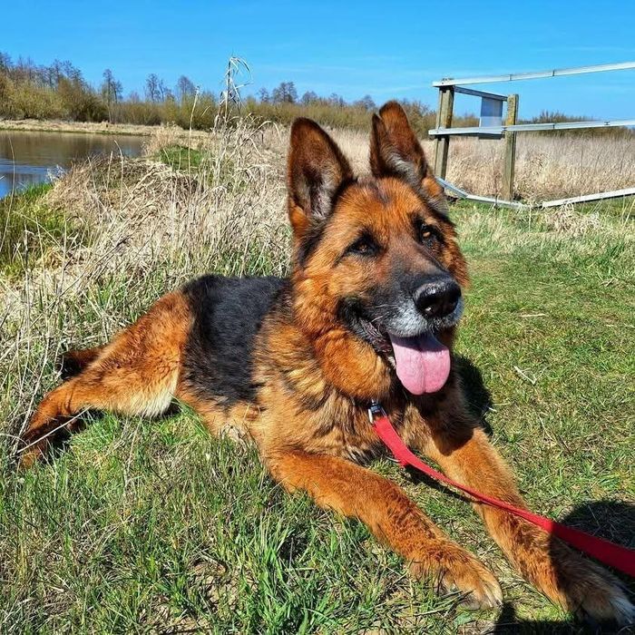 Liszka w typie owczarka niemieckiego szuka domu!