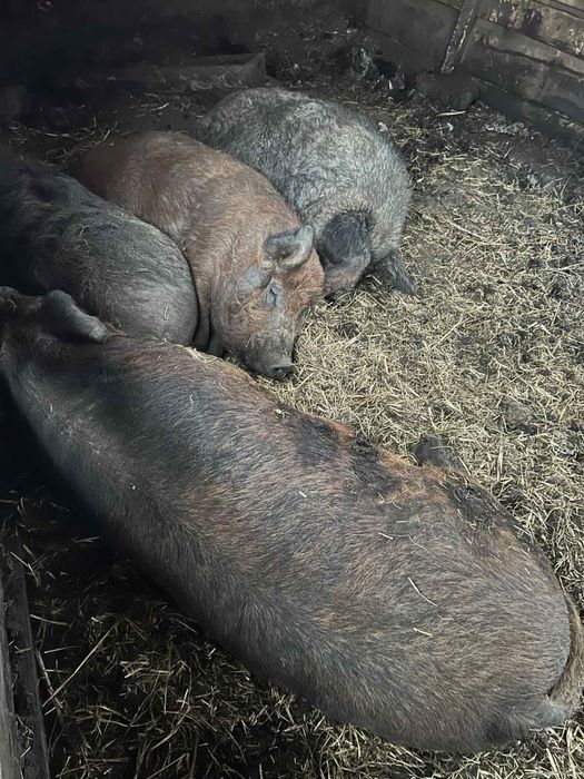 Свиньи домашние живым весом