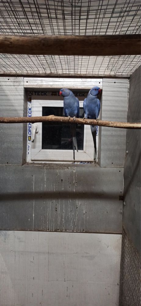 Попугаи Какарики мутация  синие белые