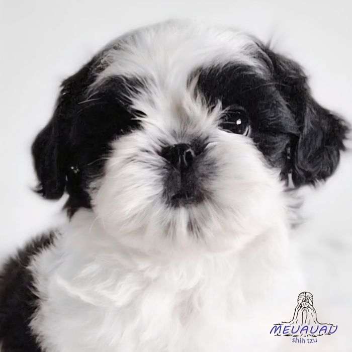 Filhote Macho Shih Tzu