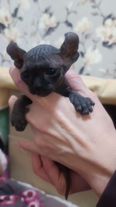 Канадский сфинкс