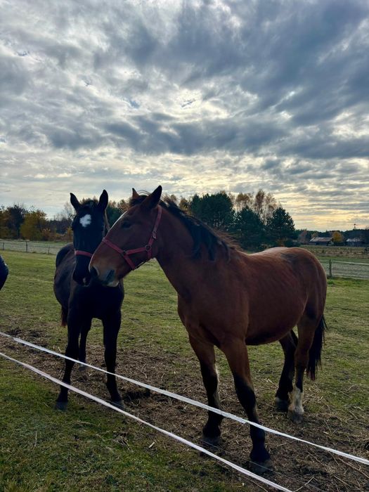 Sprzedam Konie śląskie