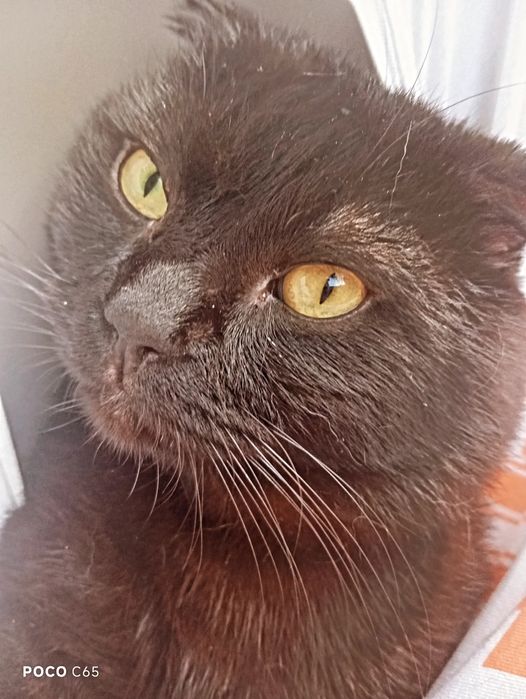 ВНИМАНИЕ!! Пропал кот!