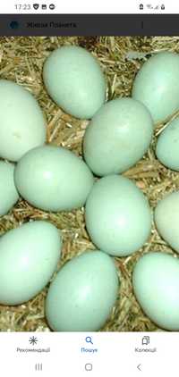 Яйця курей  амераукана