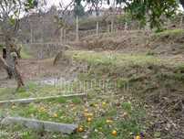 TERRENO COM RUÍNA - Labruja, Ponte de Lima