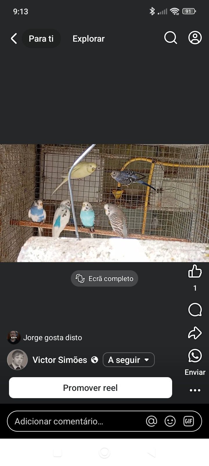 Várias aves disponíveis
