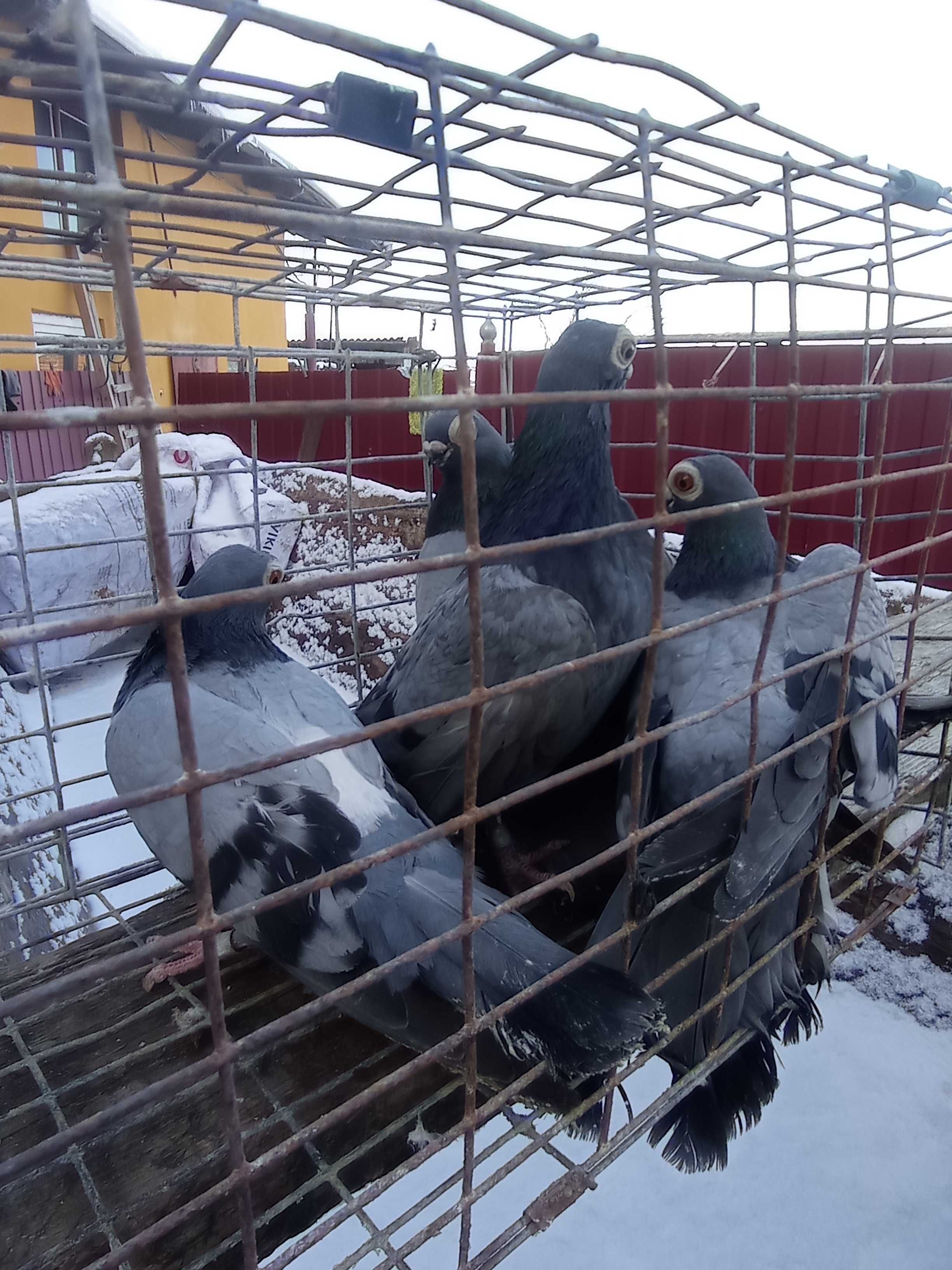 Продам голуби Бельгійці,Домінікани