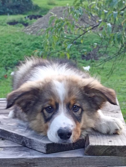 Border collie z rodowodem