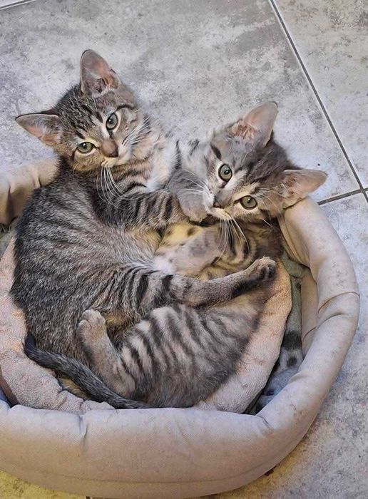 Dwaj przyjaciele szukają domu