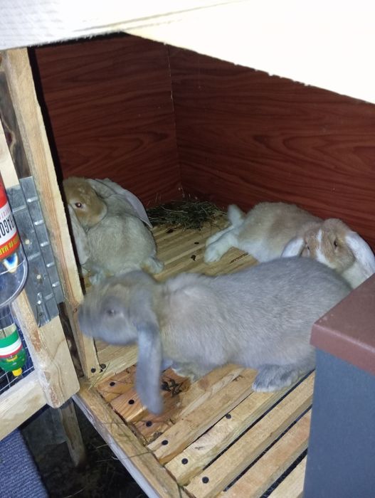 Кролики Французький баран