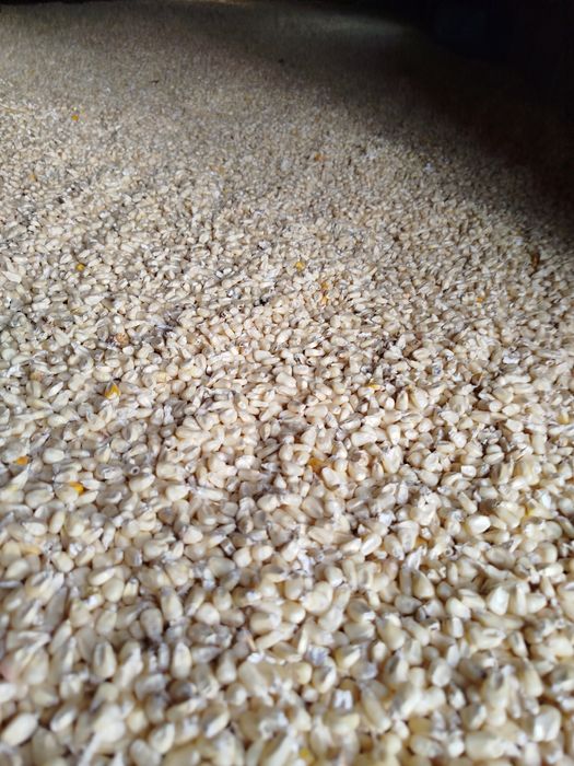 Milho branco colheita 2025