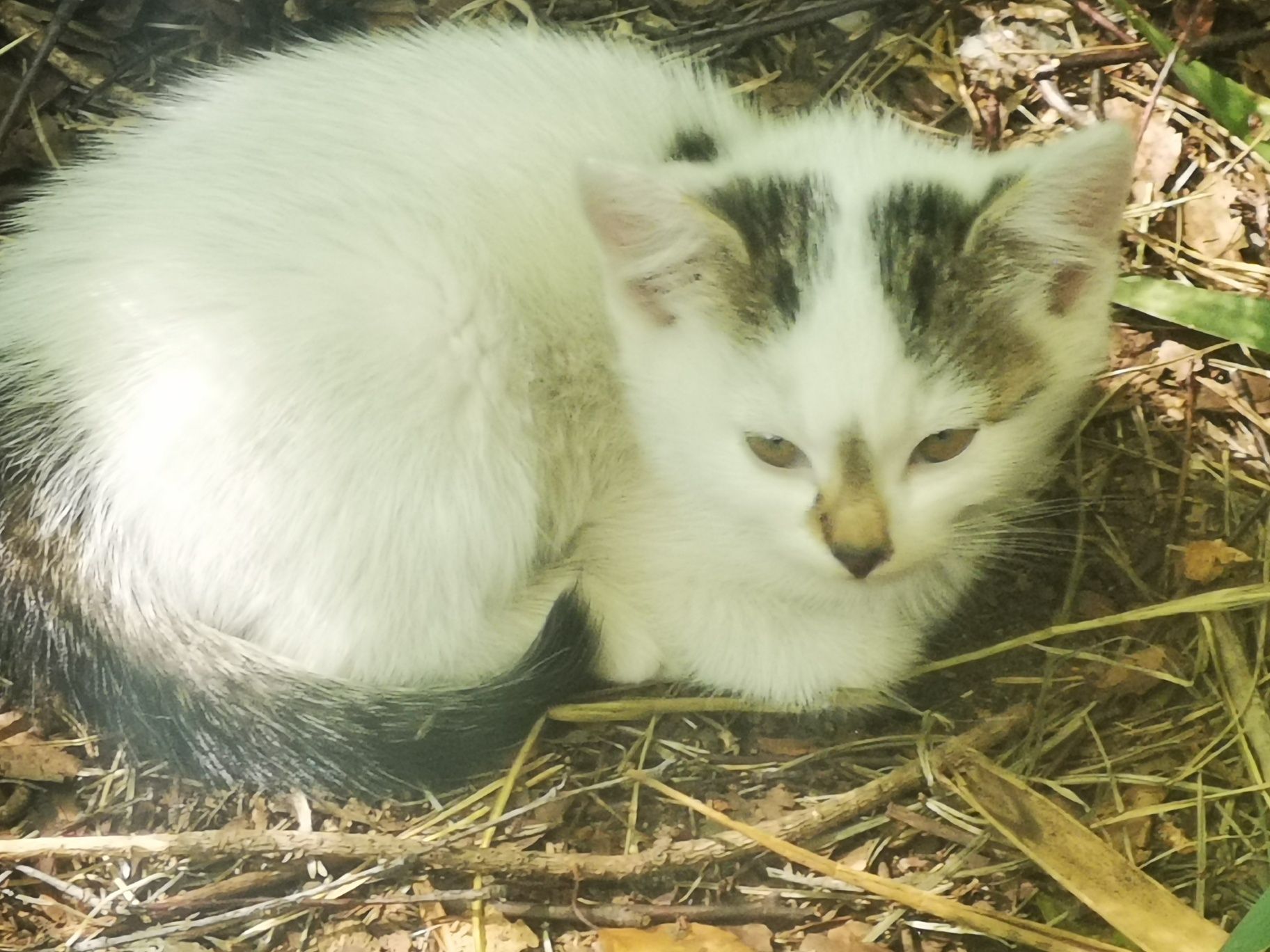 Kocięta do adopcji