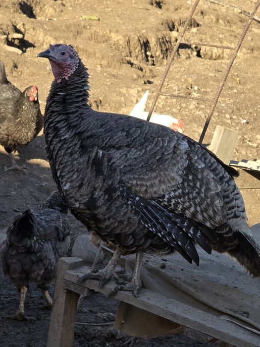 Indyki para dwu letnie