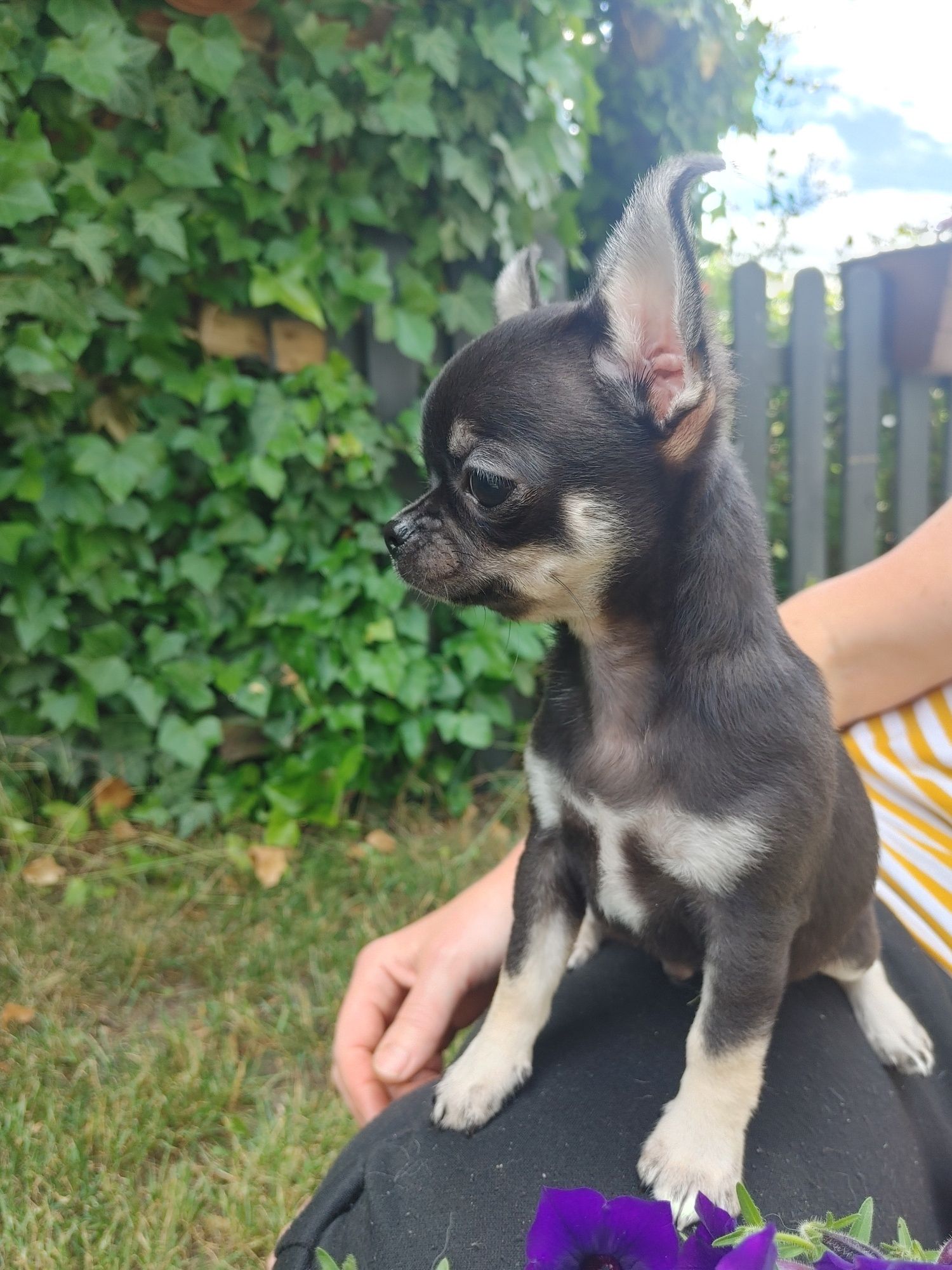 Chłopiec krótkowłosy chihuahua ZKwP *rezerwacja*
