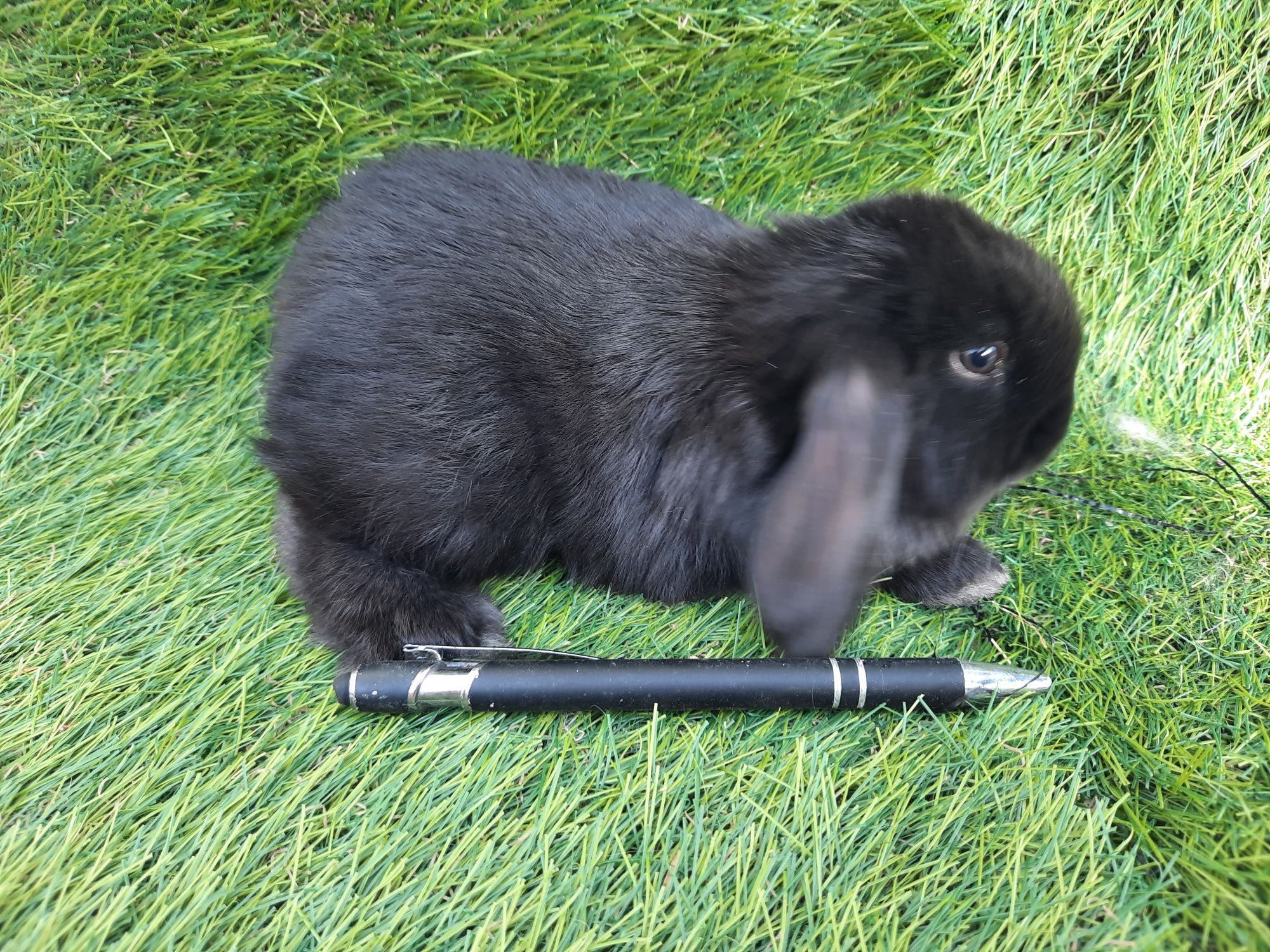 Kit Coelhos anões mini lop belier