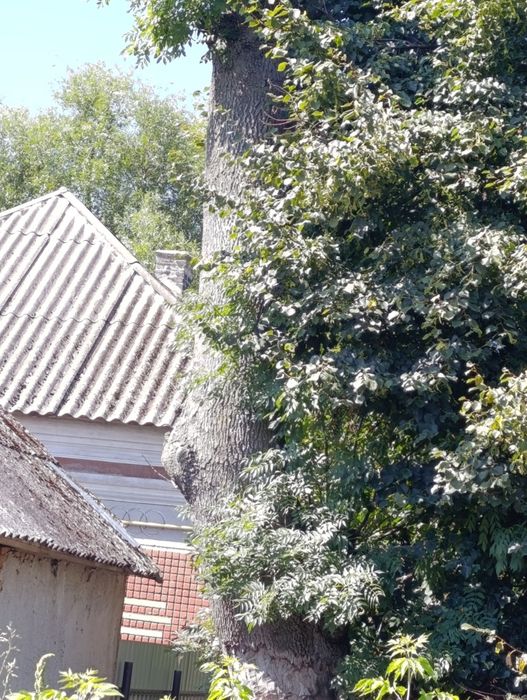 Липа ясен під зріз на дошку на вагонку деревина. Самозріз само вивіз
