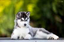 Piekny piesek czarno-srebrno-biały / Hodowla Husky od 1994 roku