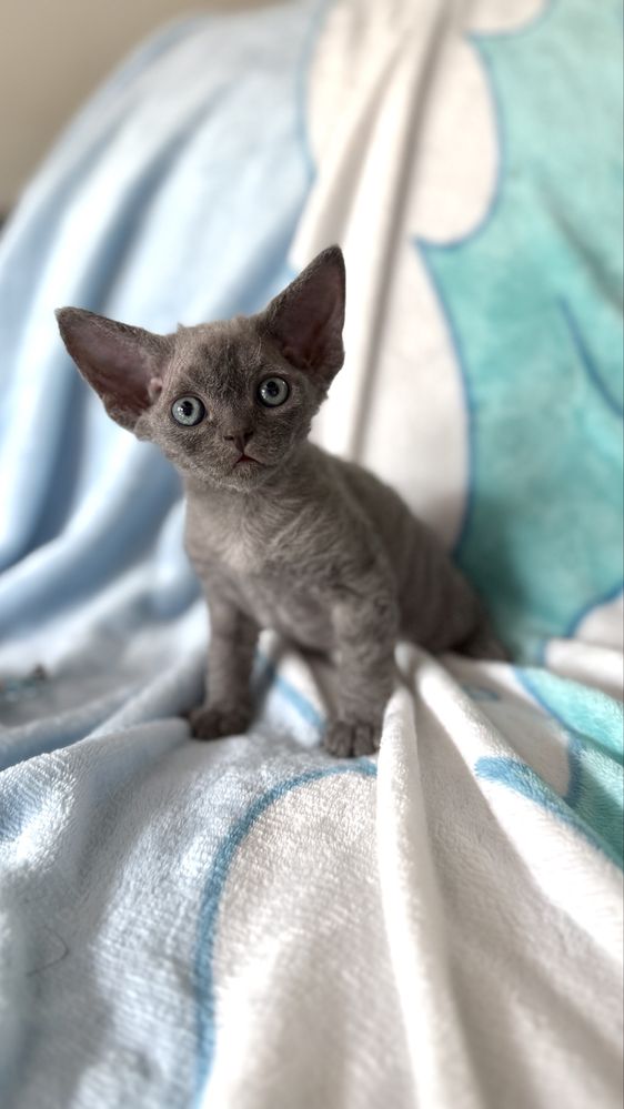 Devon rex kocurek