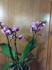 Класная венозная орхидея