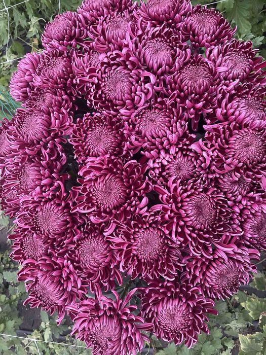 Хризантема одноголова зріз і кущі