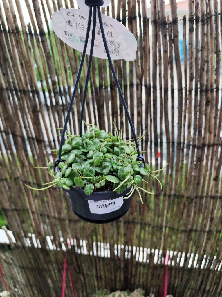 Peperomia prostata/colar de tartaruga