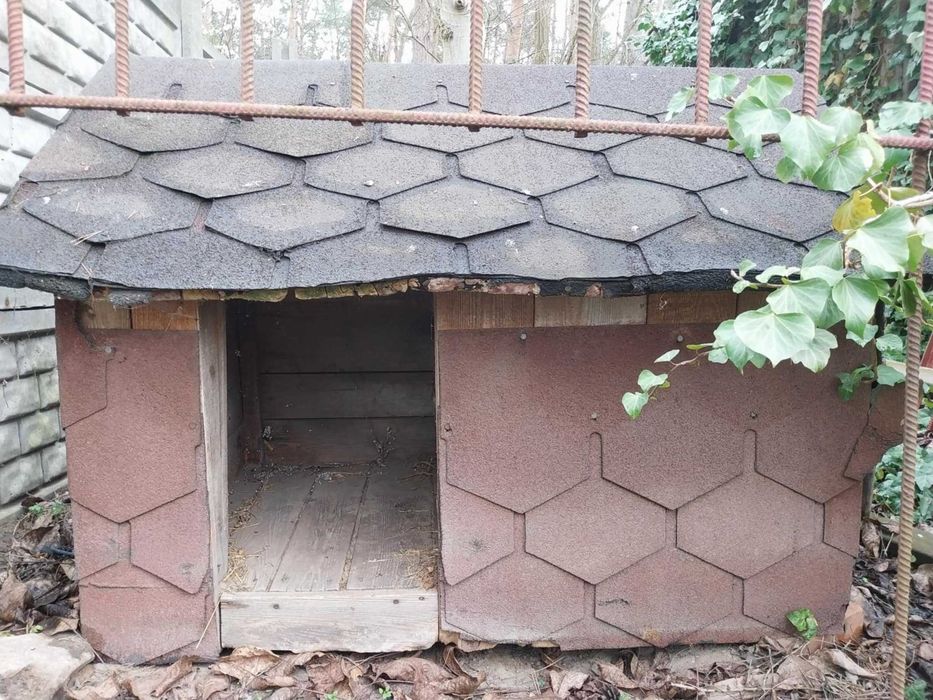 Kojec i Buda dla Psa