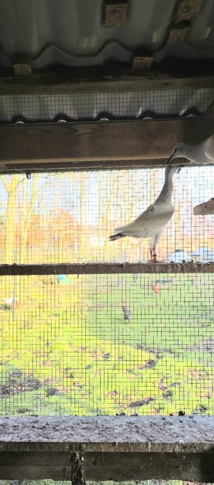 Srebrniak samiec 2024r wysyłam