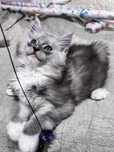 Kocurek duży -  Maine Coon wysoki dym