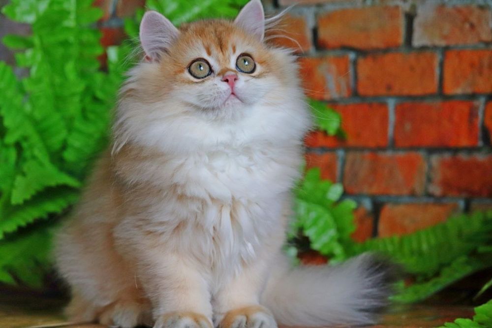 Золота шиншилла хайленд хлопчик