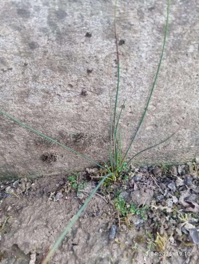 Juncus do oczka wodnego