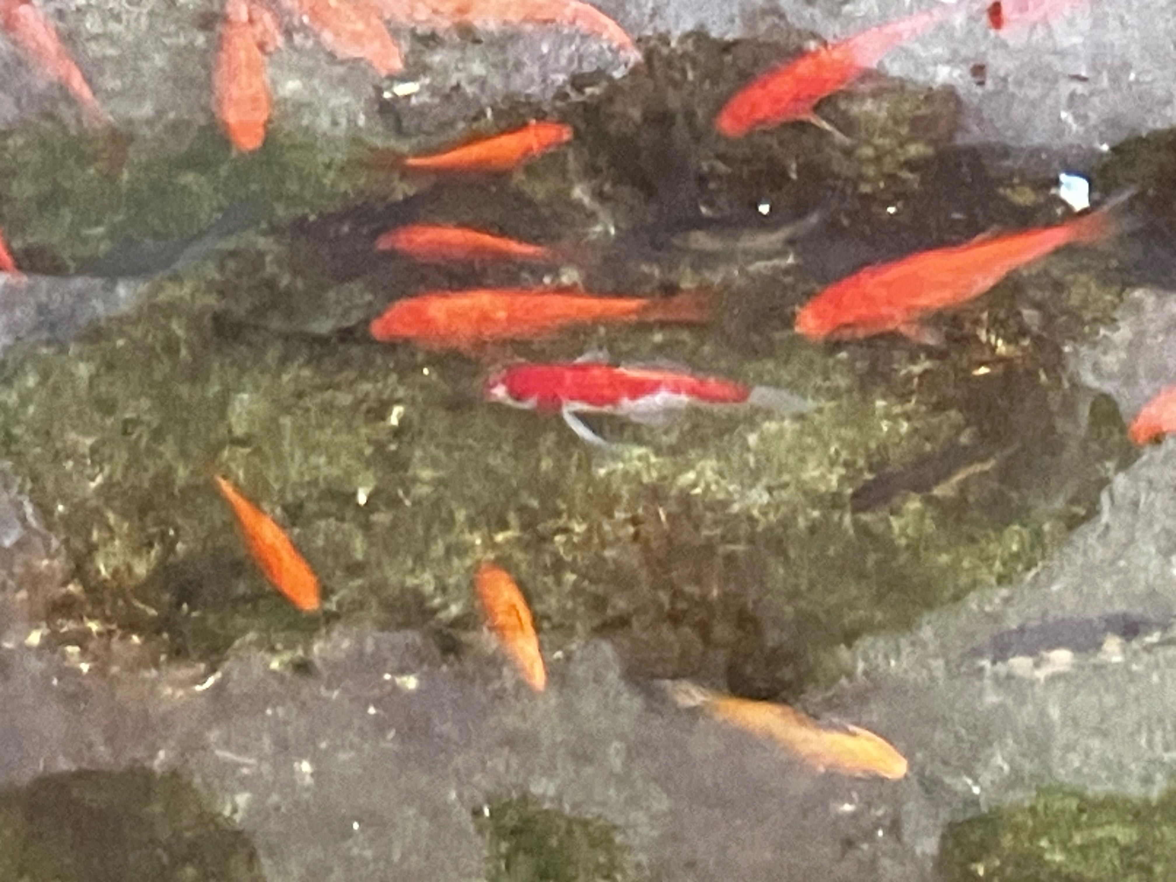 Peixes para lago ou aquário