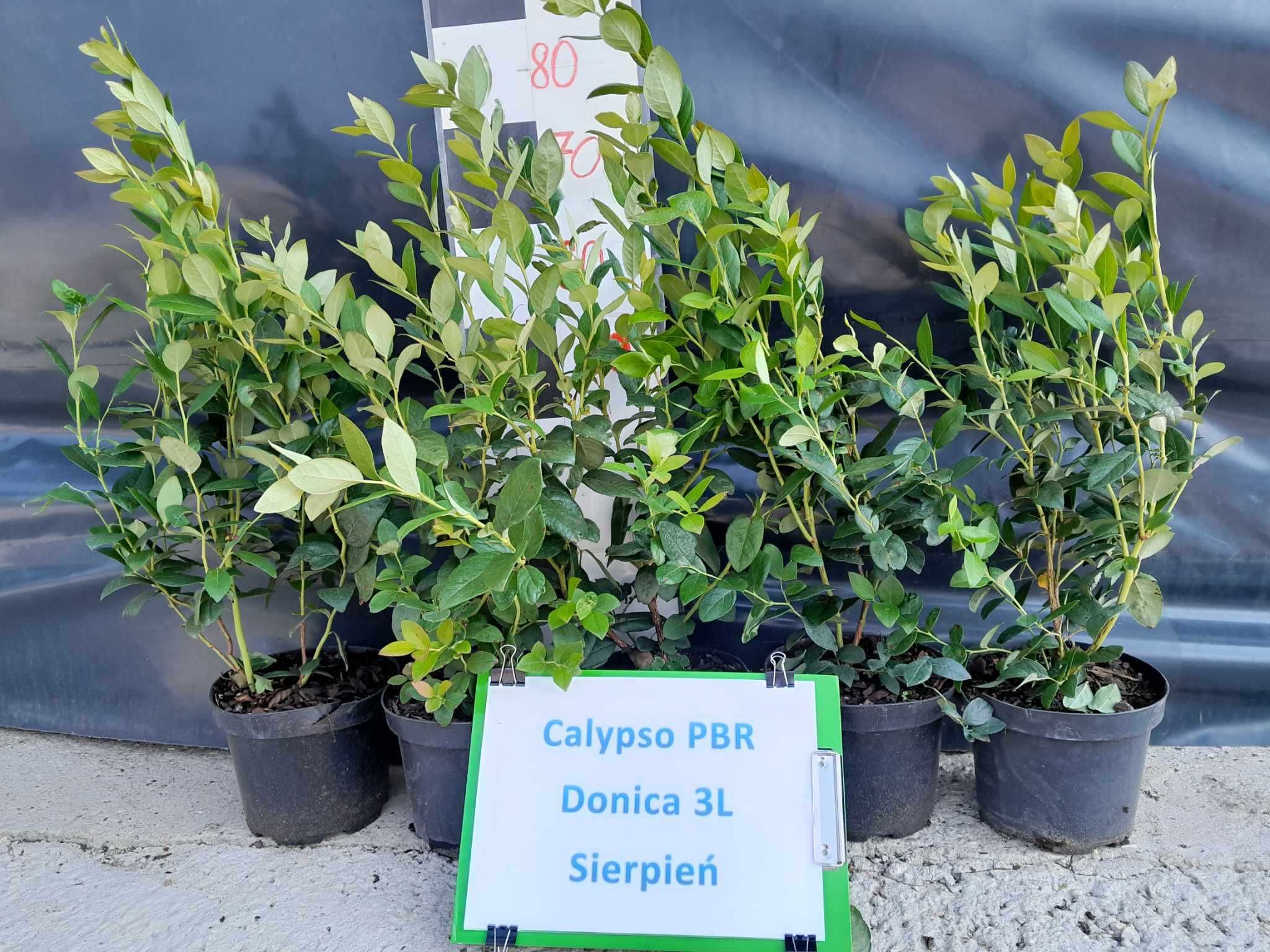 Borówka Amerykańska Calypso CAC 3 letnia donica 3 Litry PREMIUM