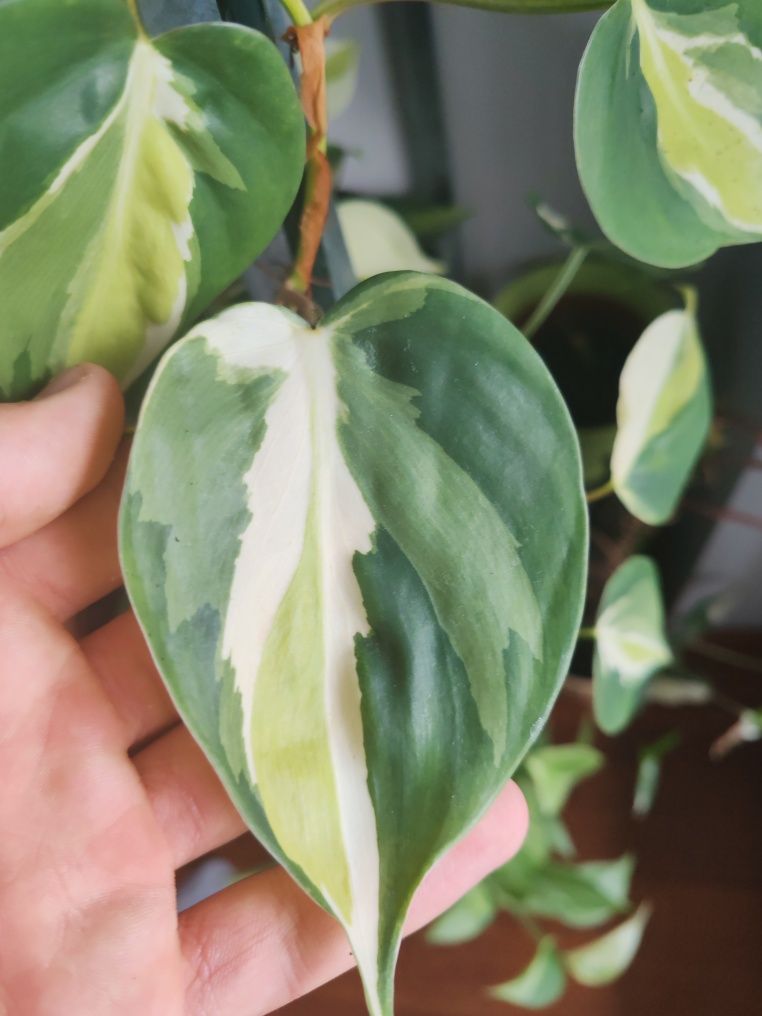 Philodendron hederaceum cream splash